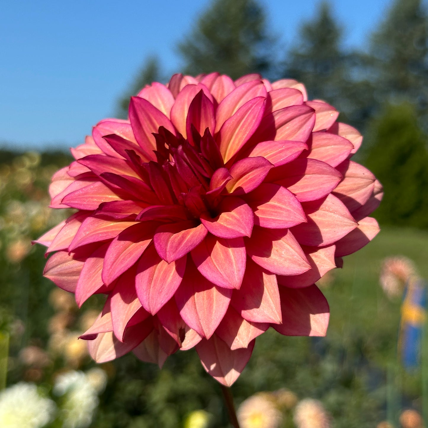 Burgundy Solo - Limit One