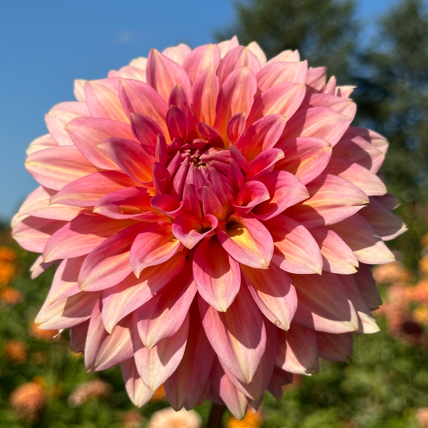 Edge of Gold 🇦🇺 Limit One