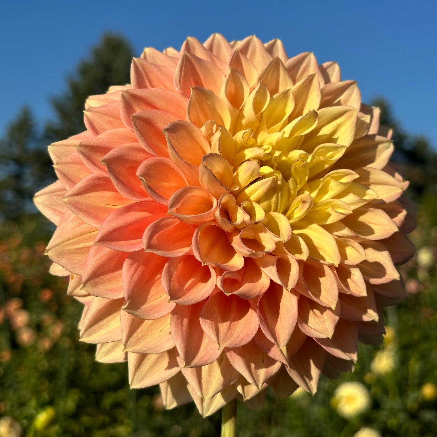 Barbarry Gateway - Limit One