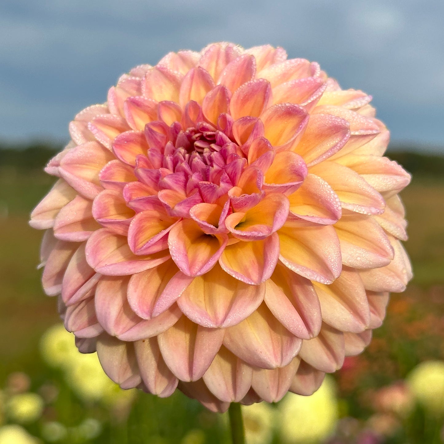 Florelie Harmony 🇦🇺Limit One