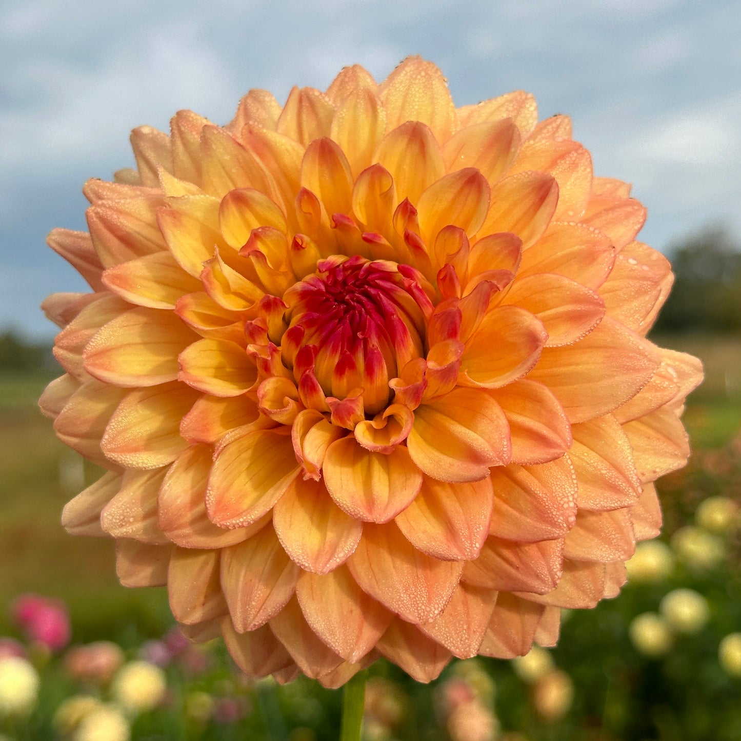 Askwith Edna - Limit One