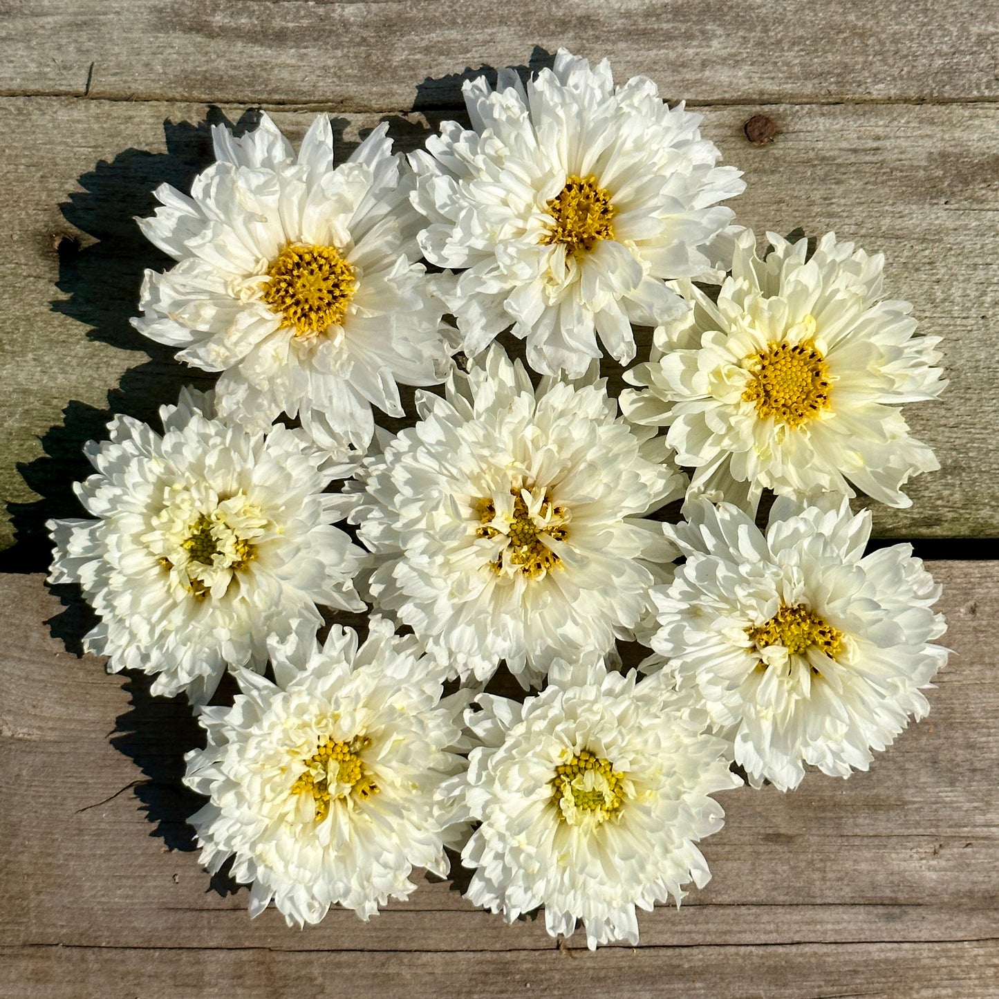 Double Click Snow Puff Cosmo