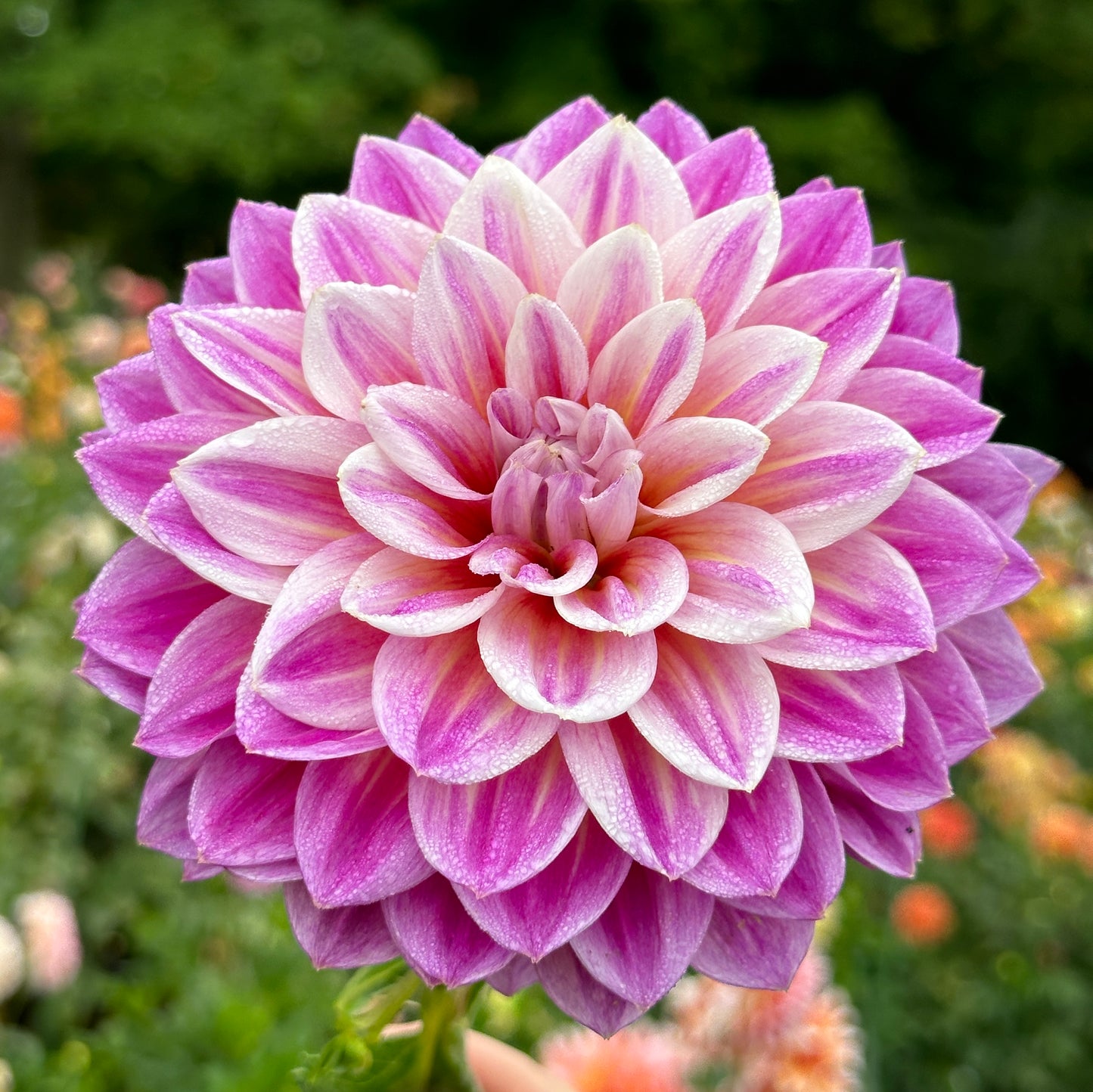 ALOA Elfenzauber - Limit One