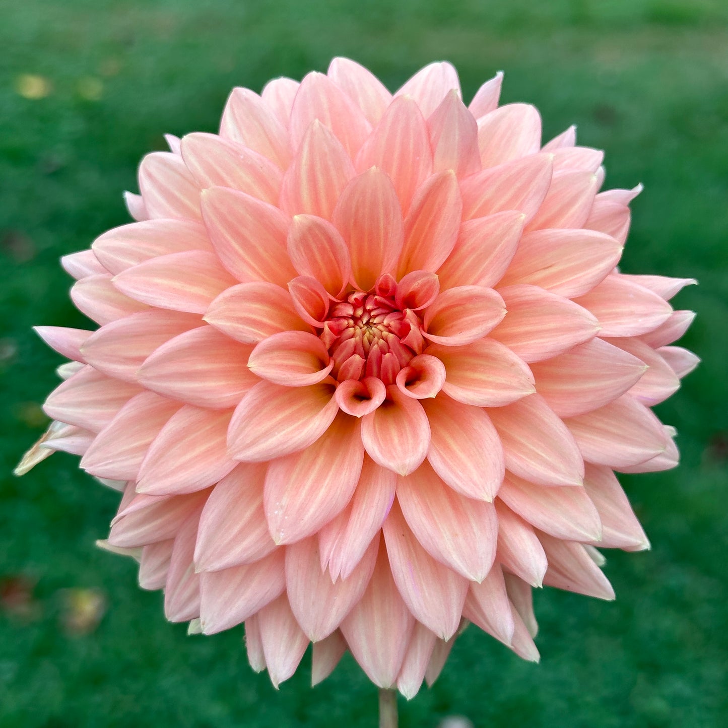 Peach Delight 🇦🇺 Limit One