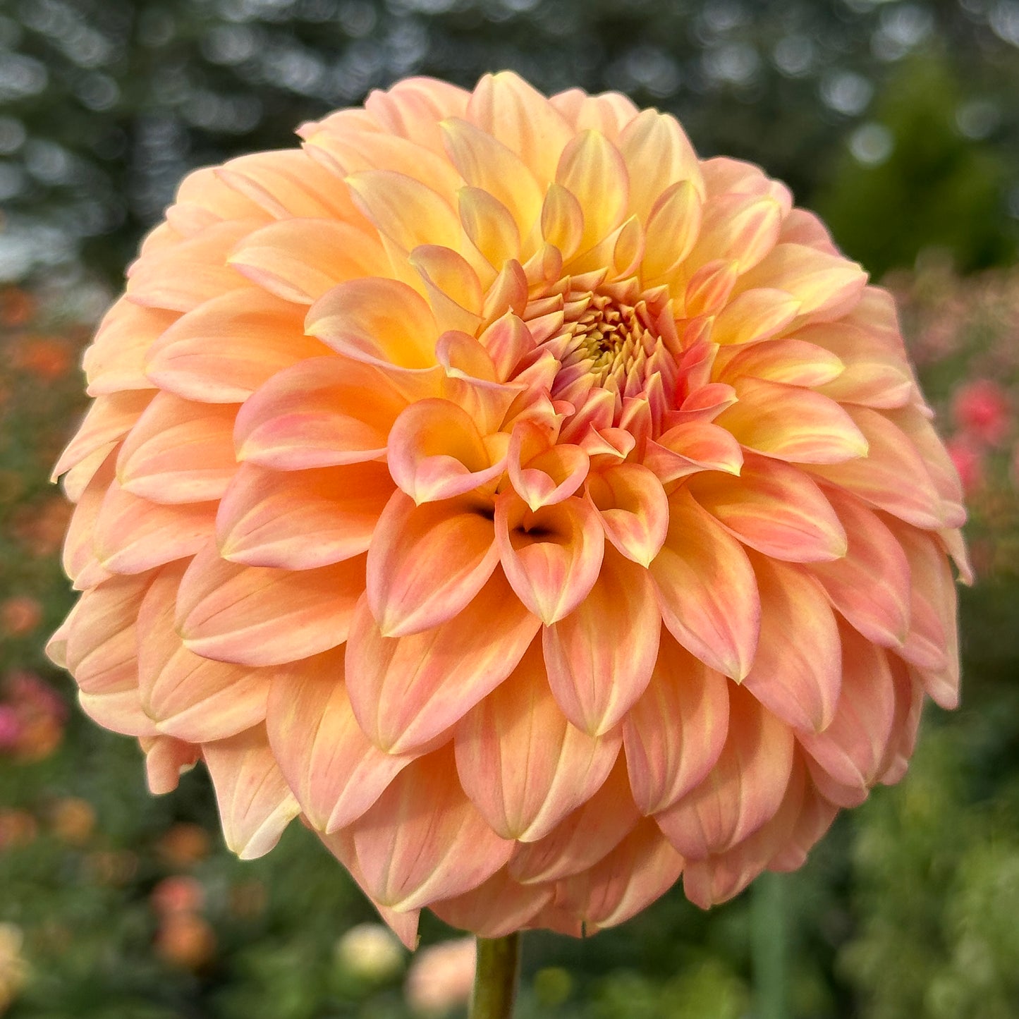 Bracken Glenda 🇦🇺 Limit One