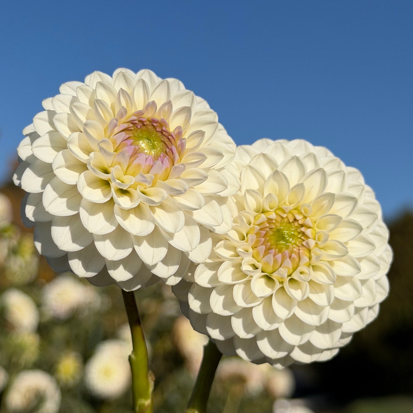 Florelie Cowrie 🇦🇺 Limit One