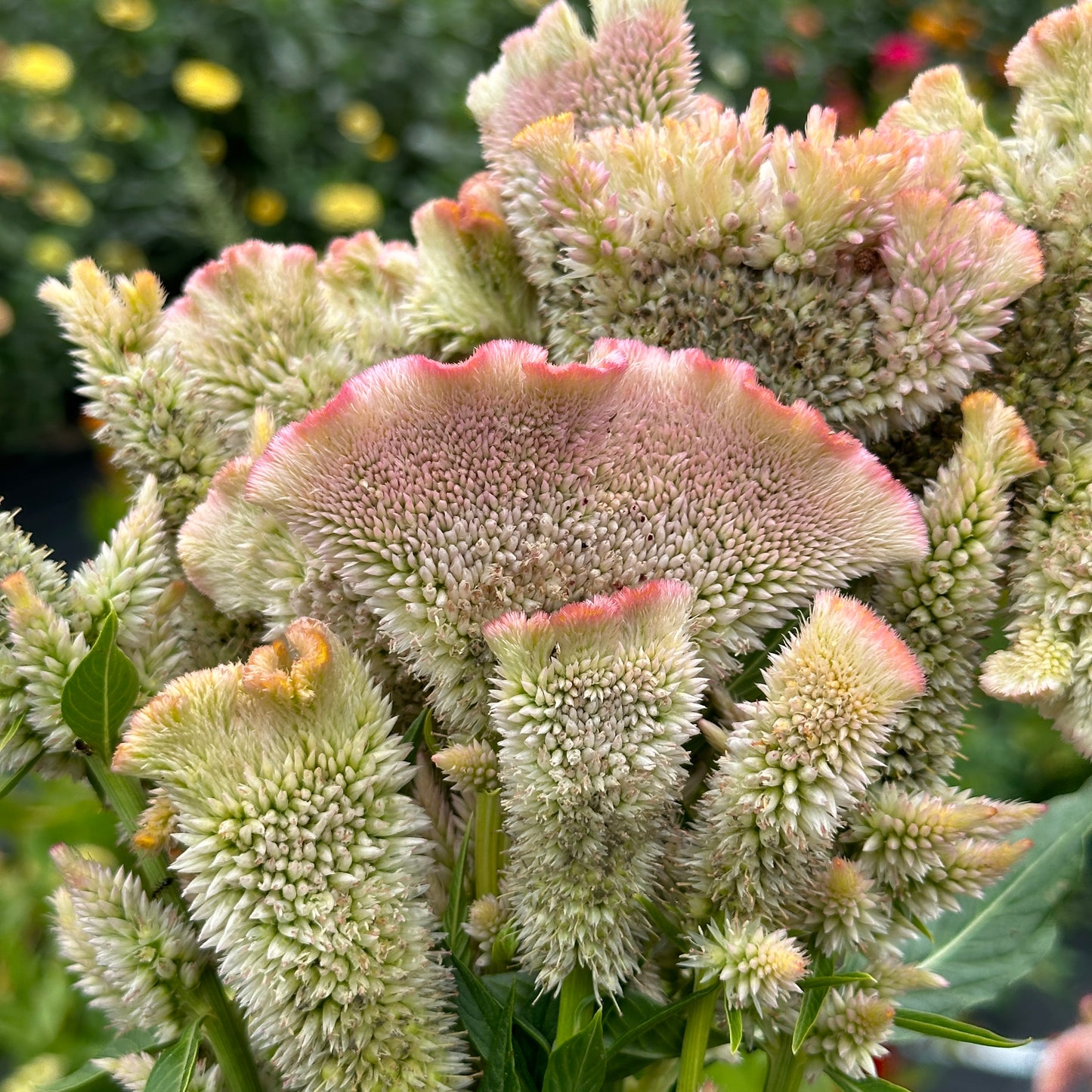 Pink Chenille Open Pollinated Celosia