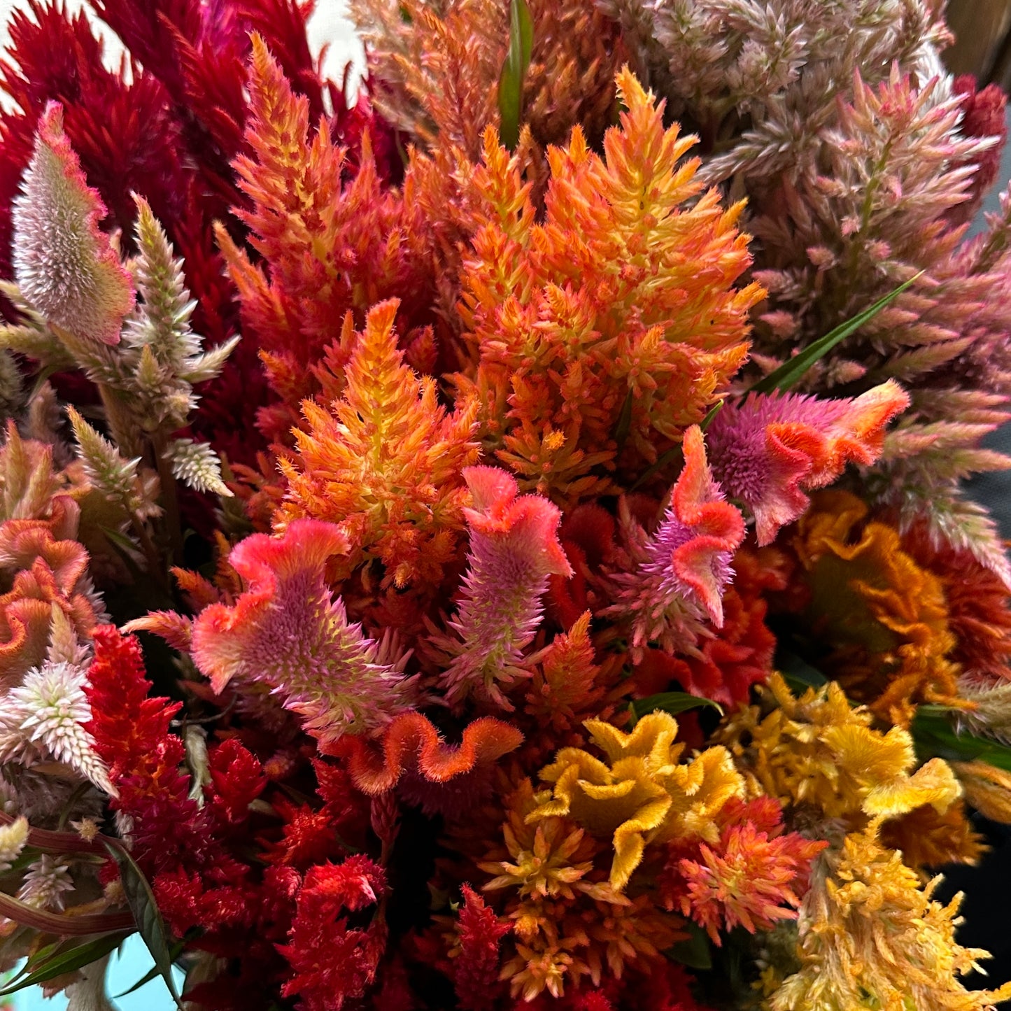 Farm Mix Celosia