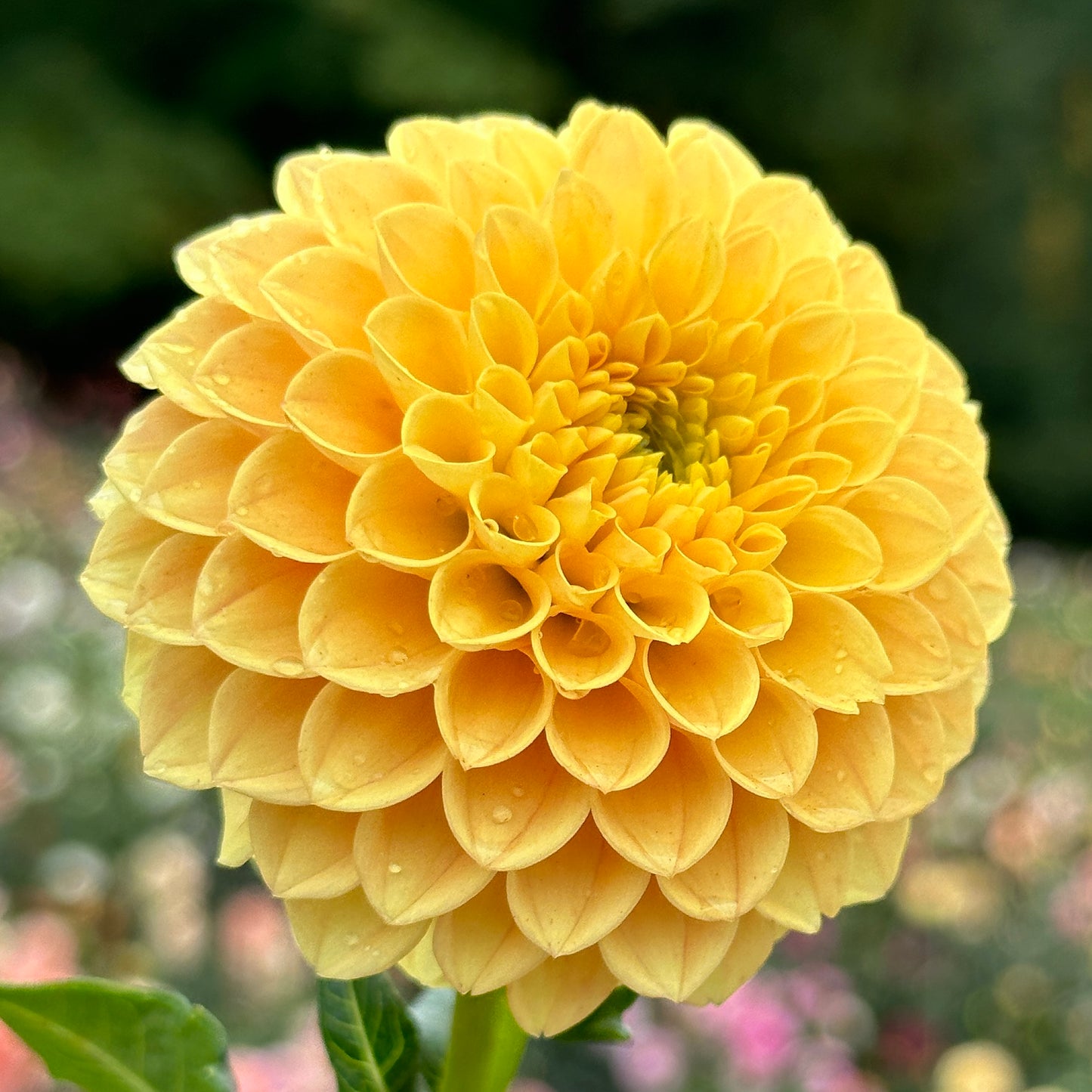 Ryecroft Gold - Limit One