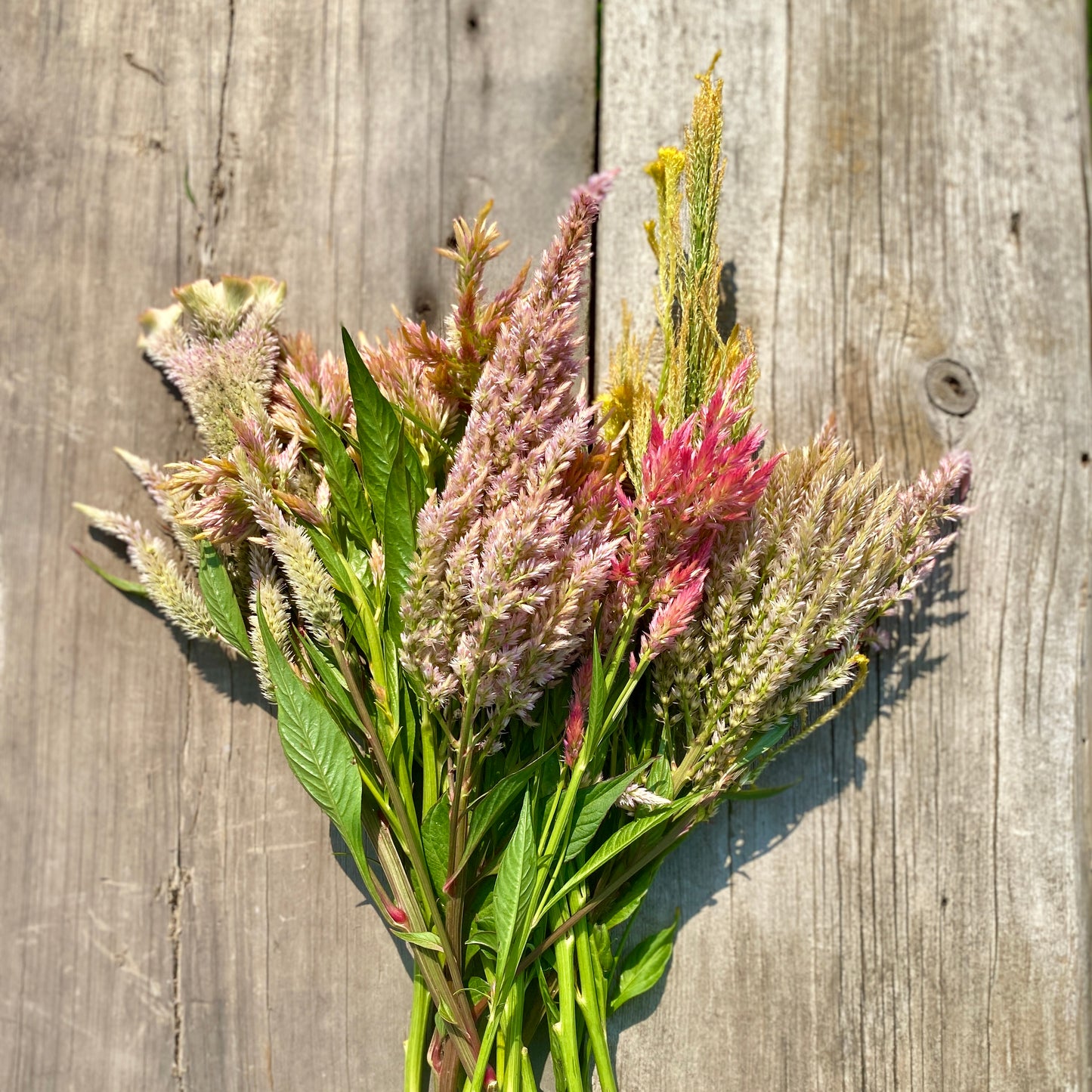 Pastel Celosia Mix