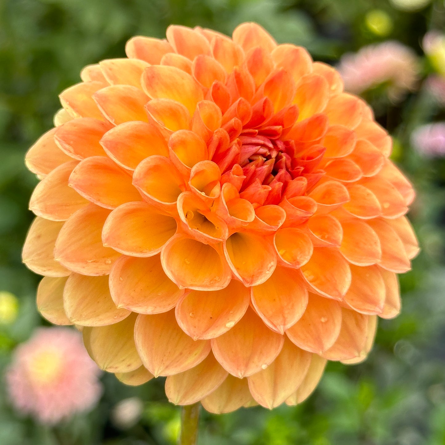 Winkie Kestrel 🇦🇺 Limit One