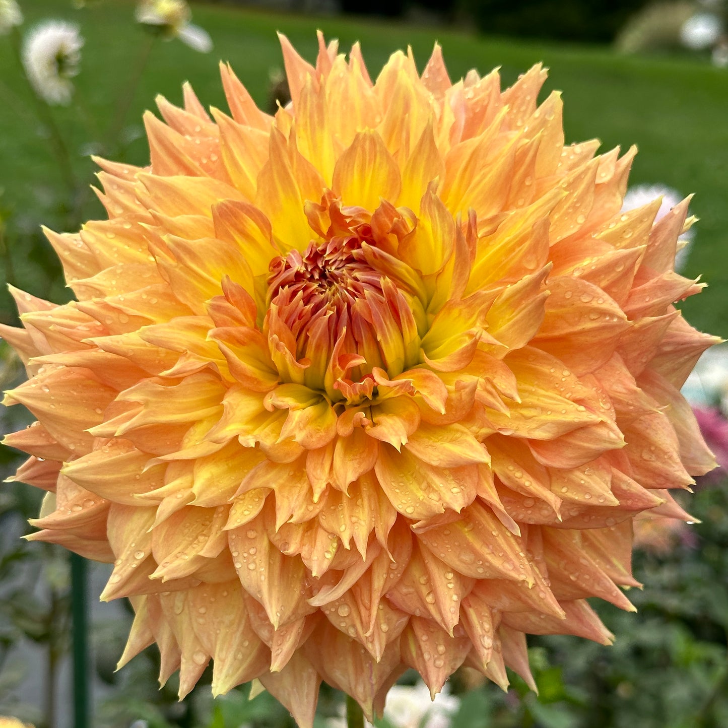 Rhanna Tammy 🇳🇿 Limit One