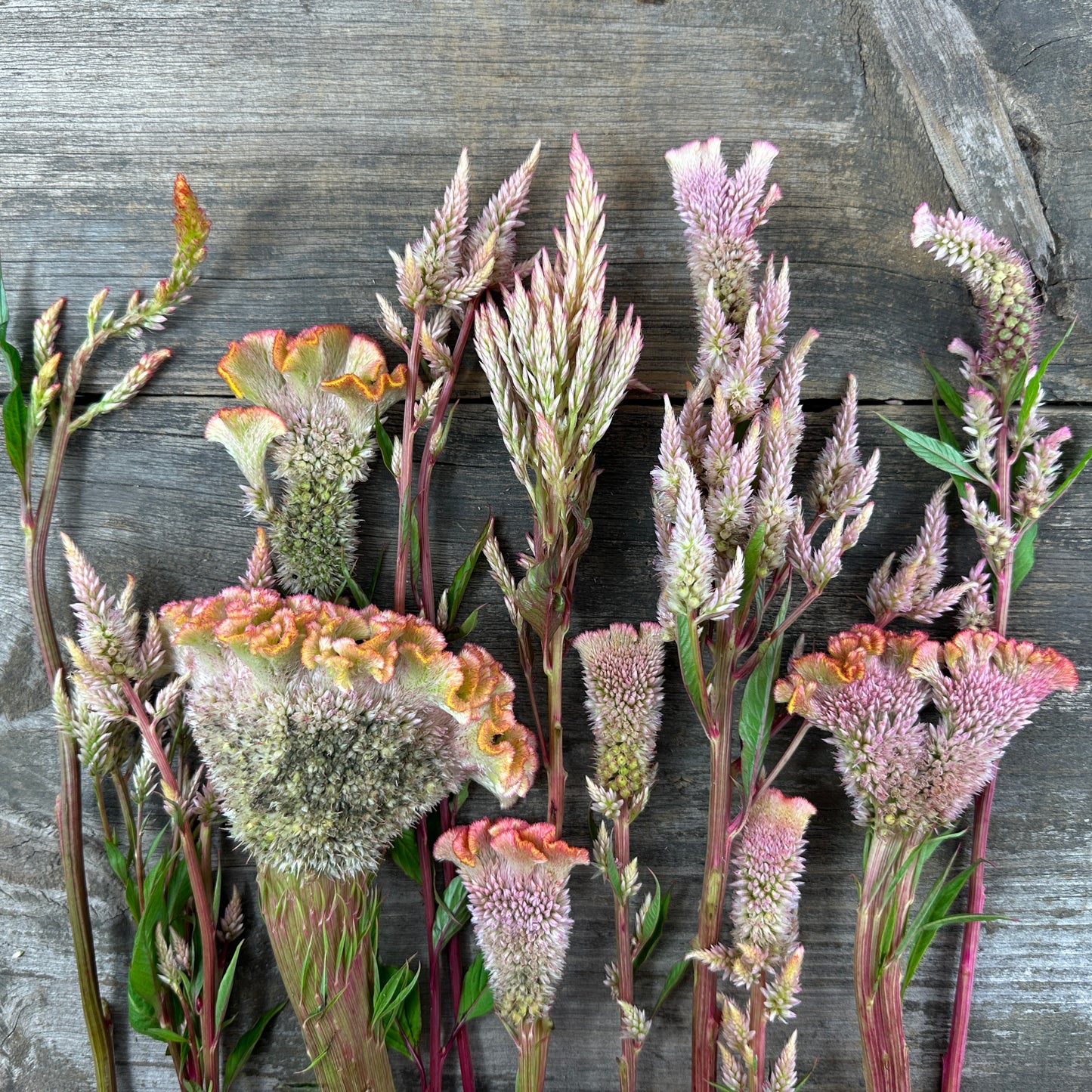 Dusty Rose Open Pollinated Celosia