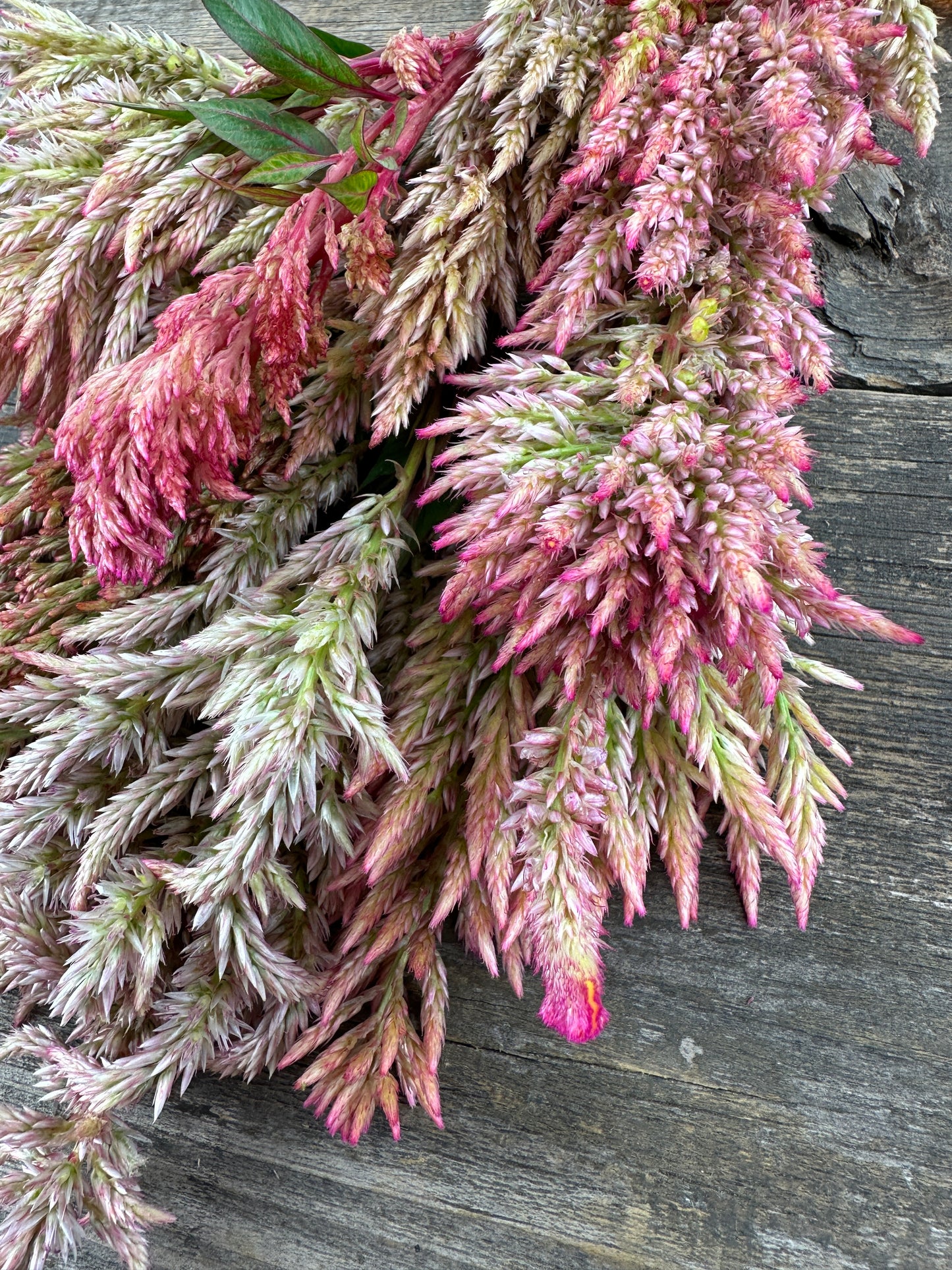 Vintage Rose Open Pollinated Celosia