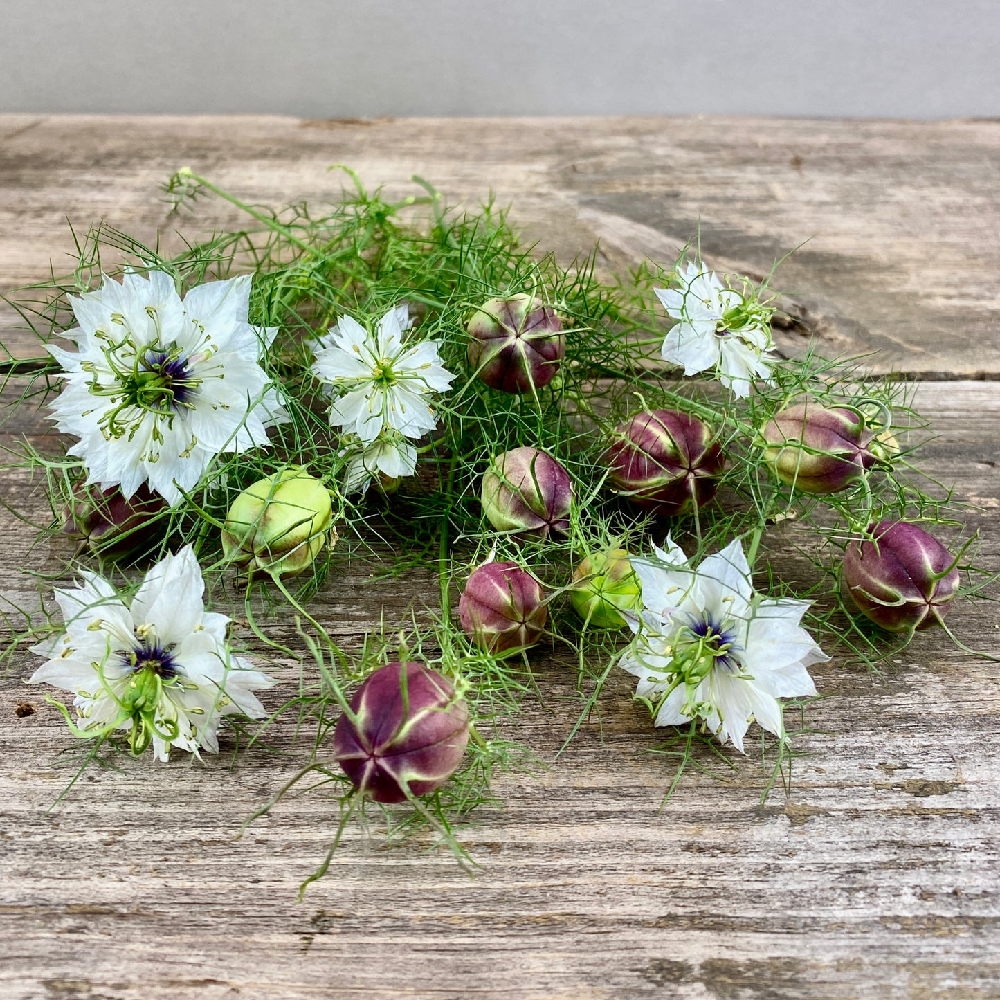 Cramer's Plum Nigella