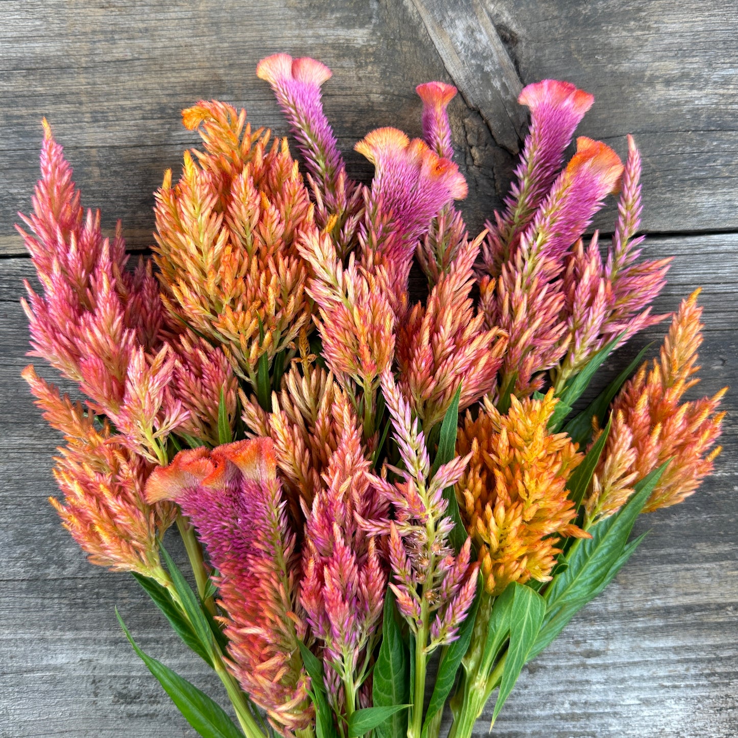 Spun Sugar Open Pollinated Celosia