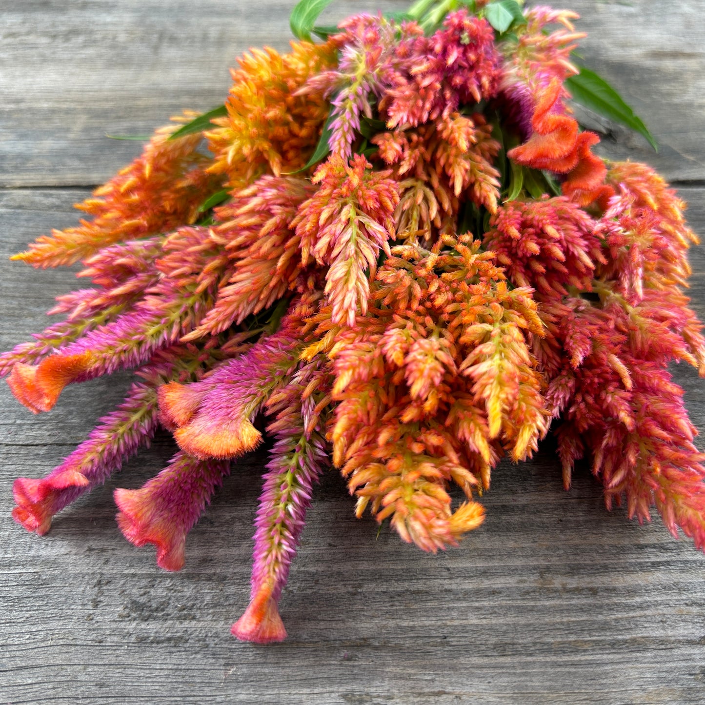 Spun Sugar Open Pollinated Celosia