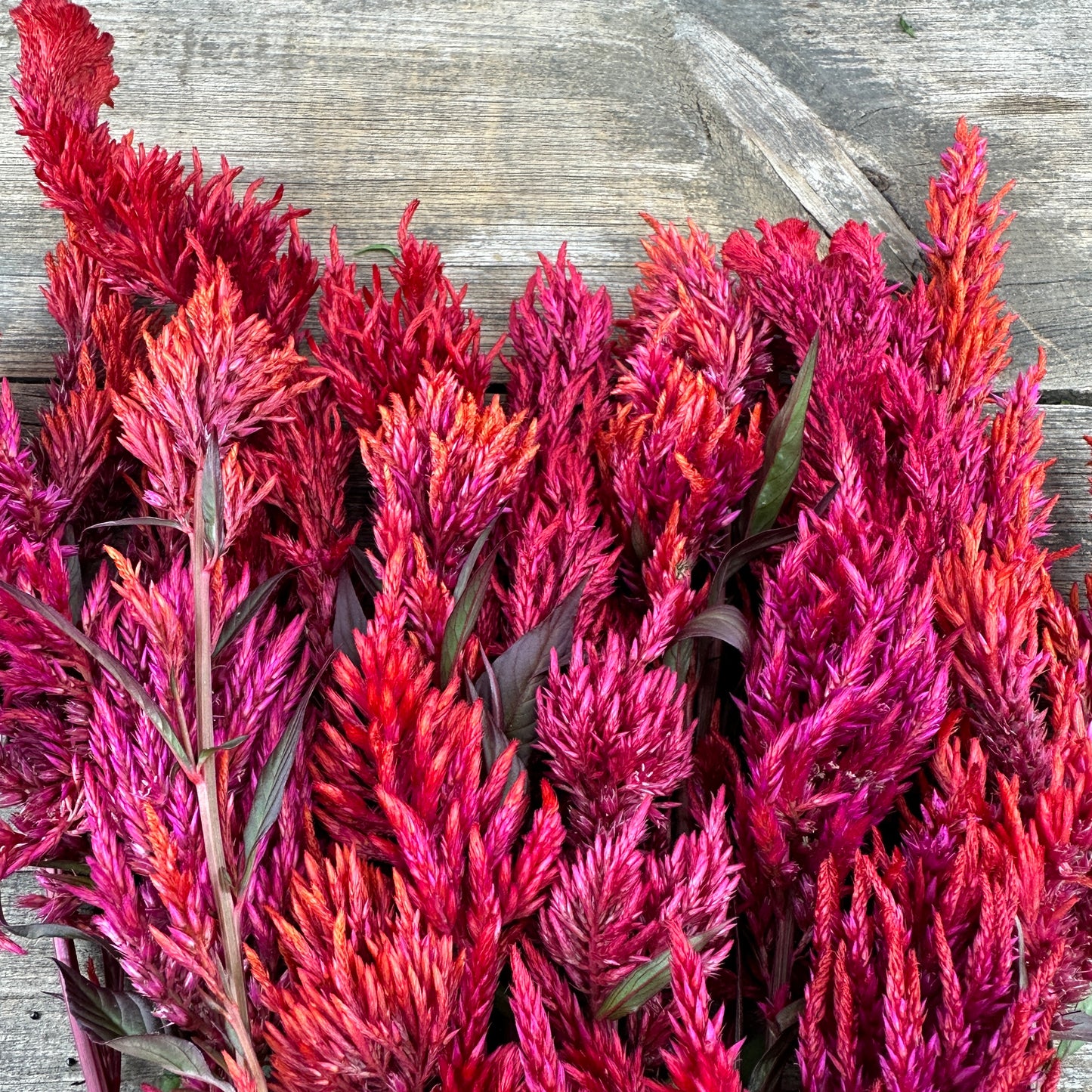 Autumn Blaze Open Pollinated Celosia