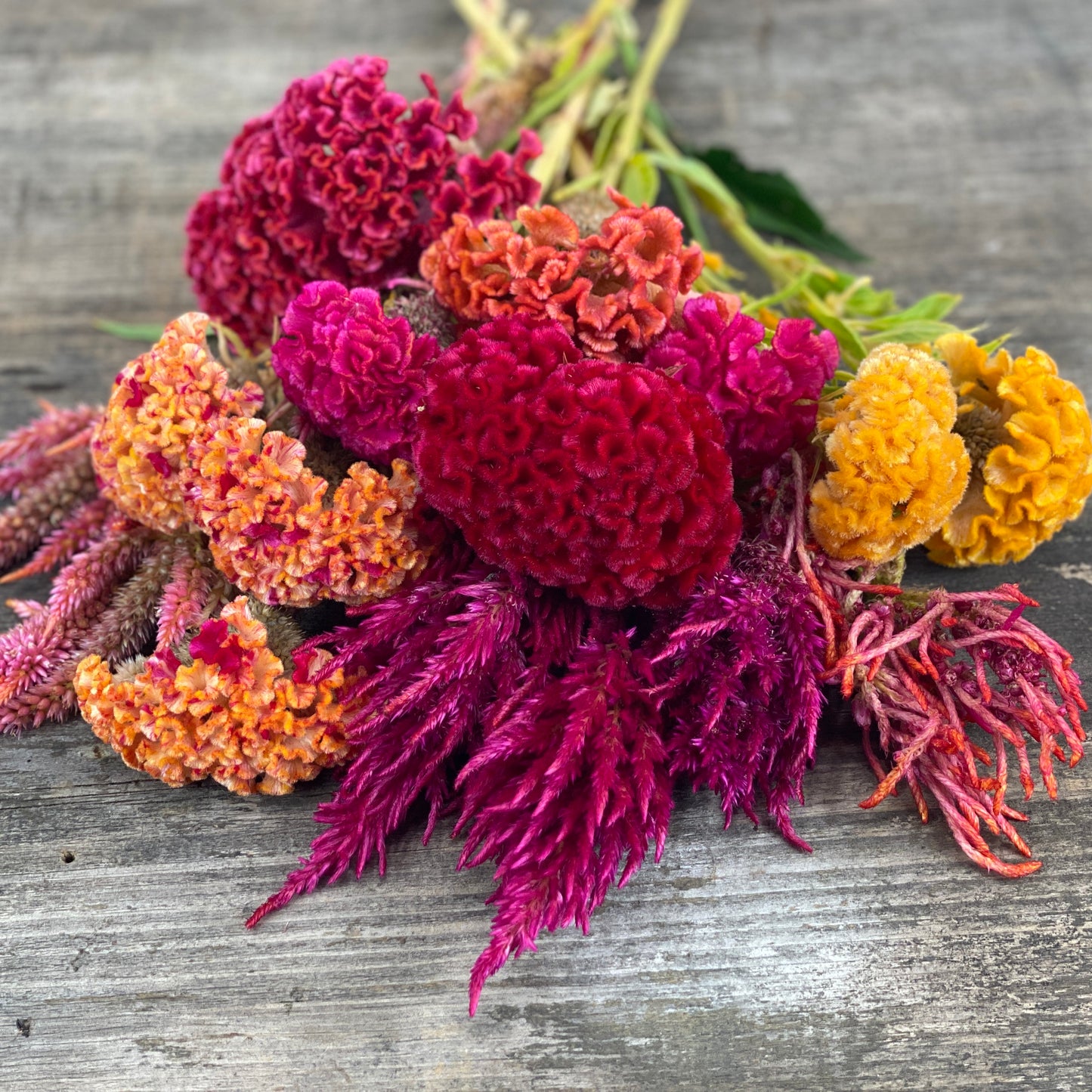 Bright Celosia Mix