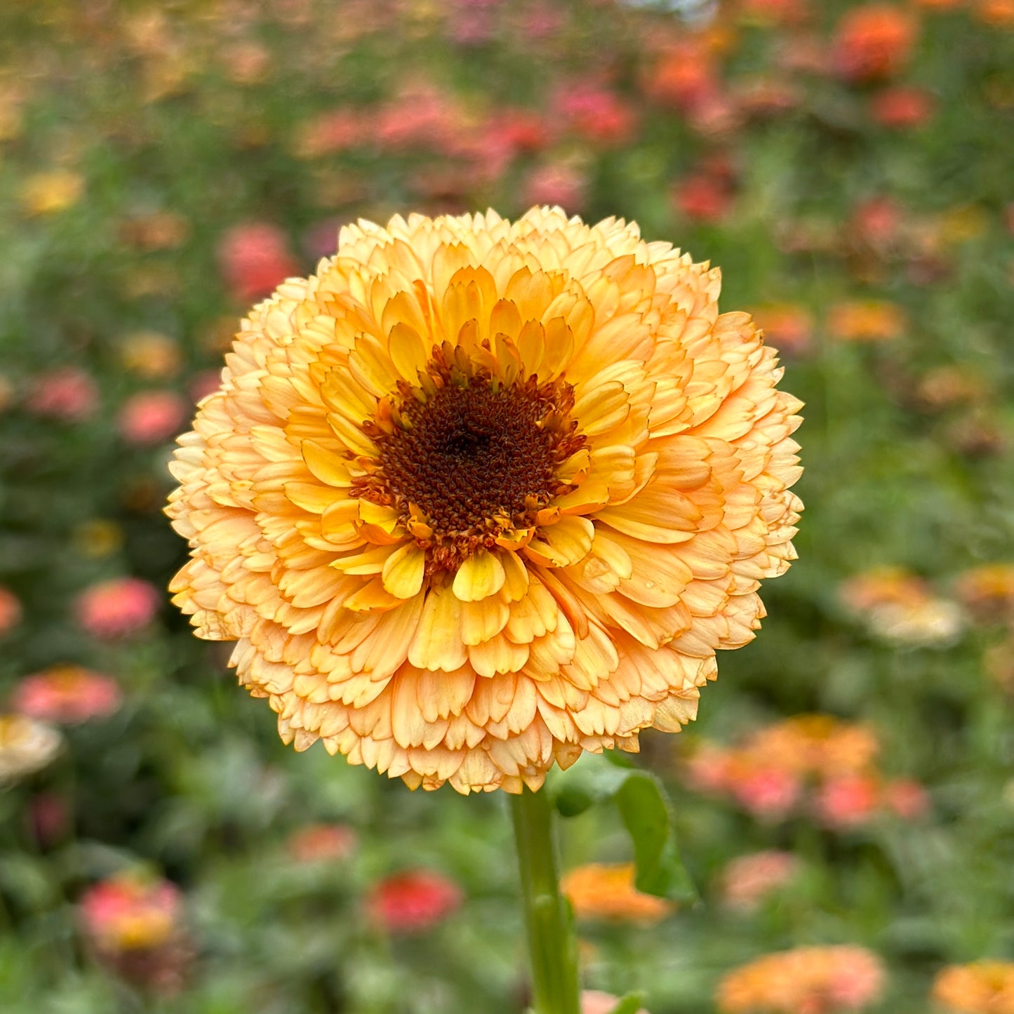Pink Surprise Calendula