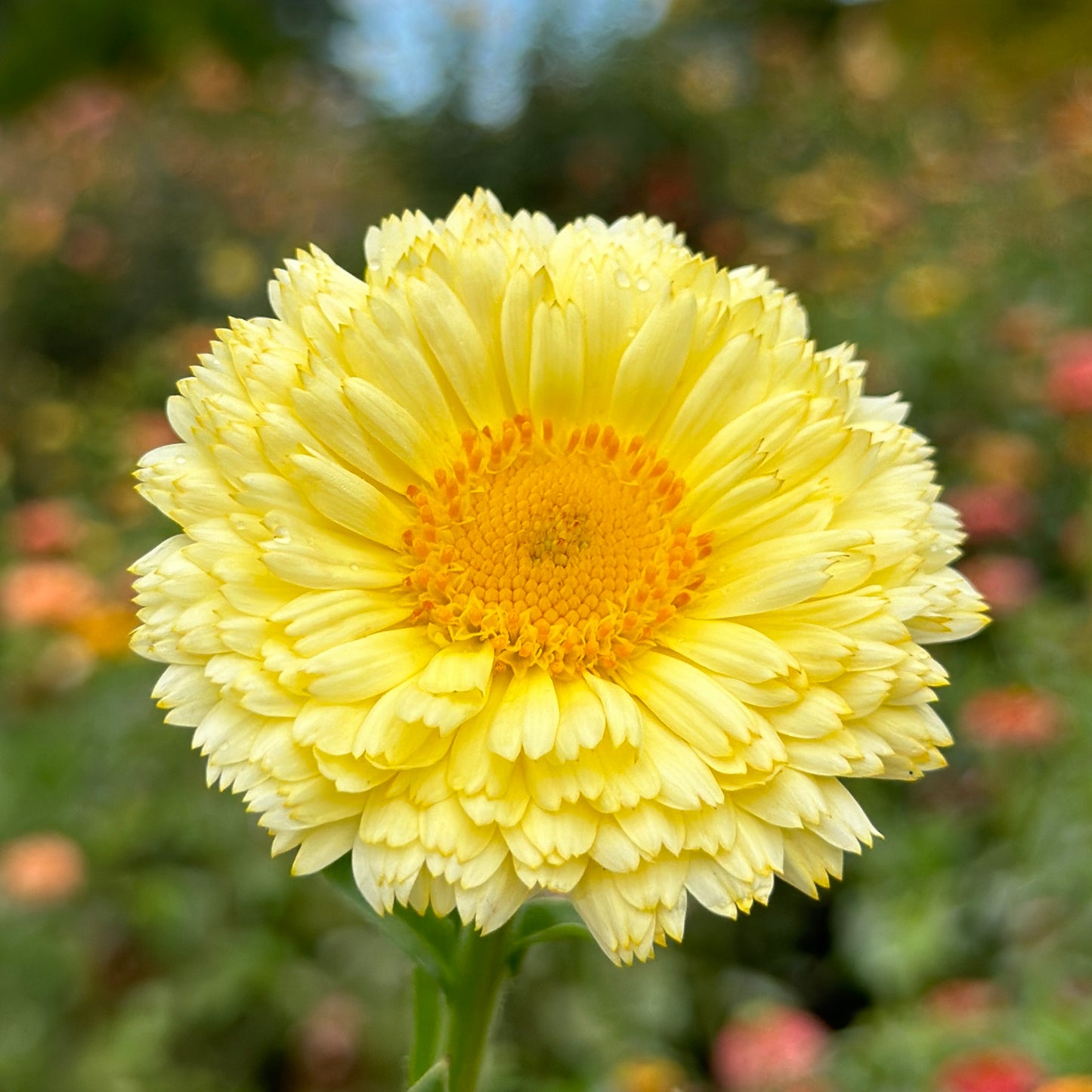 Ivory Princess Calendula