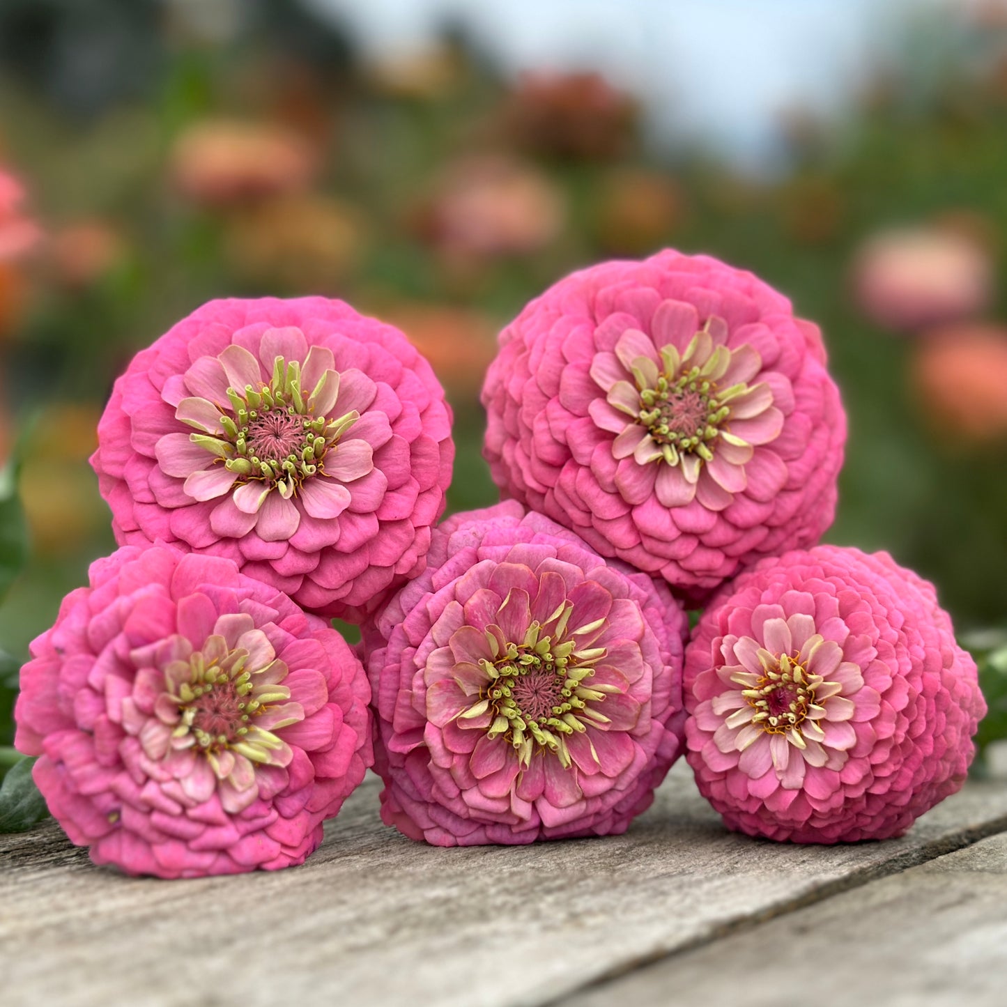 Oklahoma Pink Zinnia