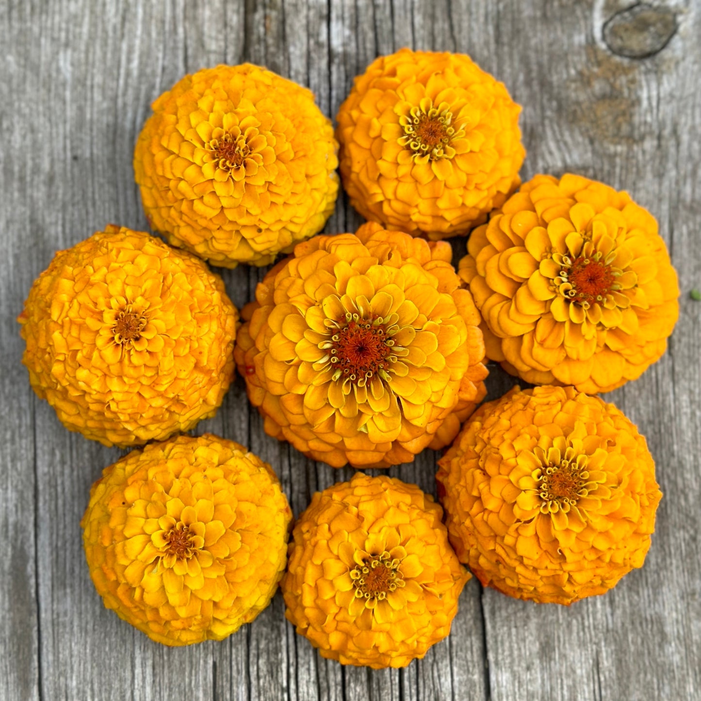 Oklahoma Golden Yellow Zinnia