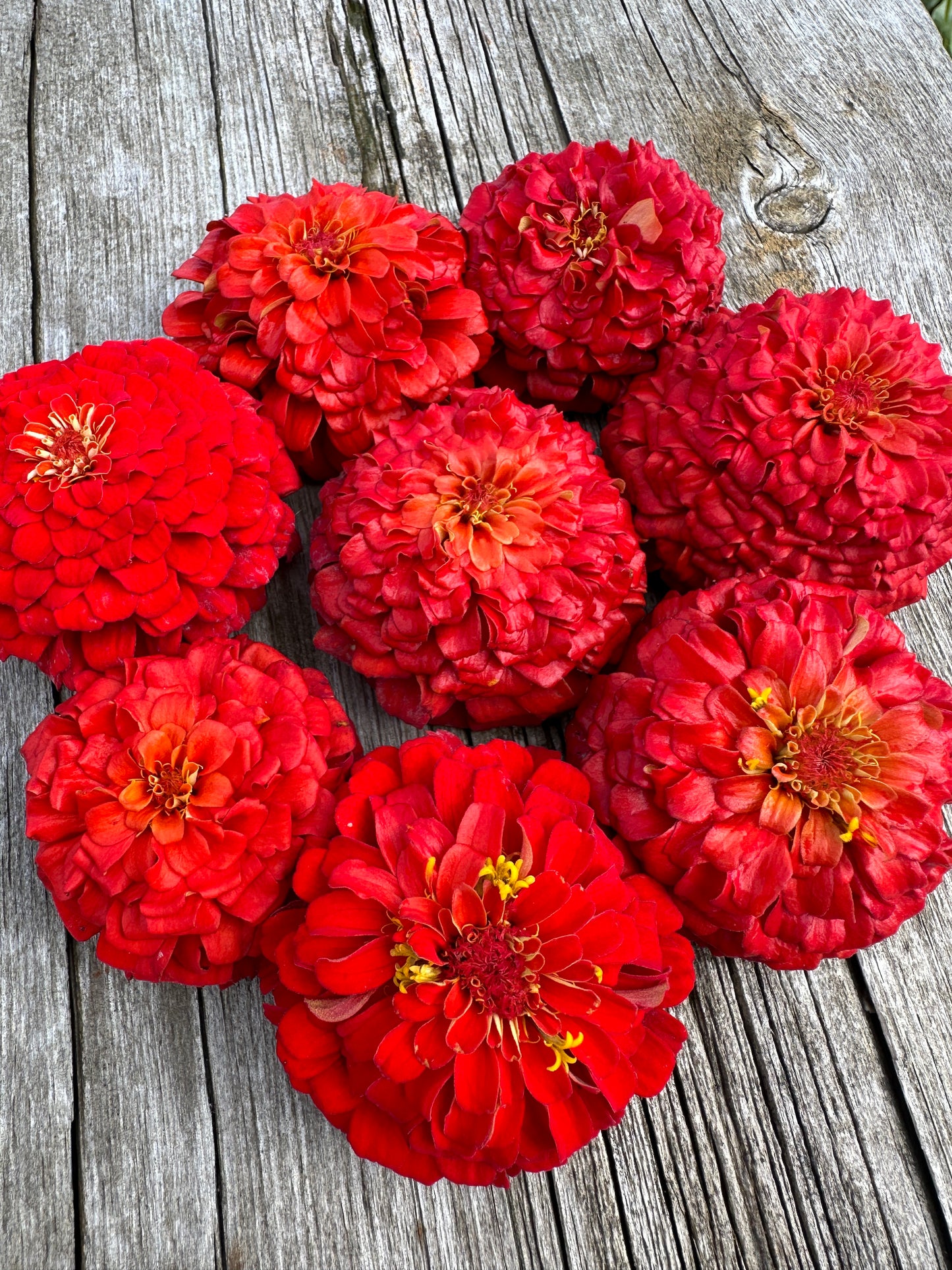 Oklahoma Scarlet Zinnia