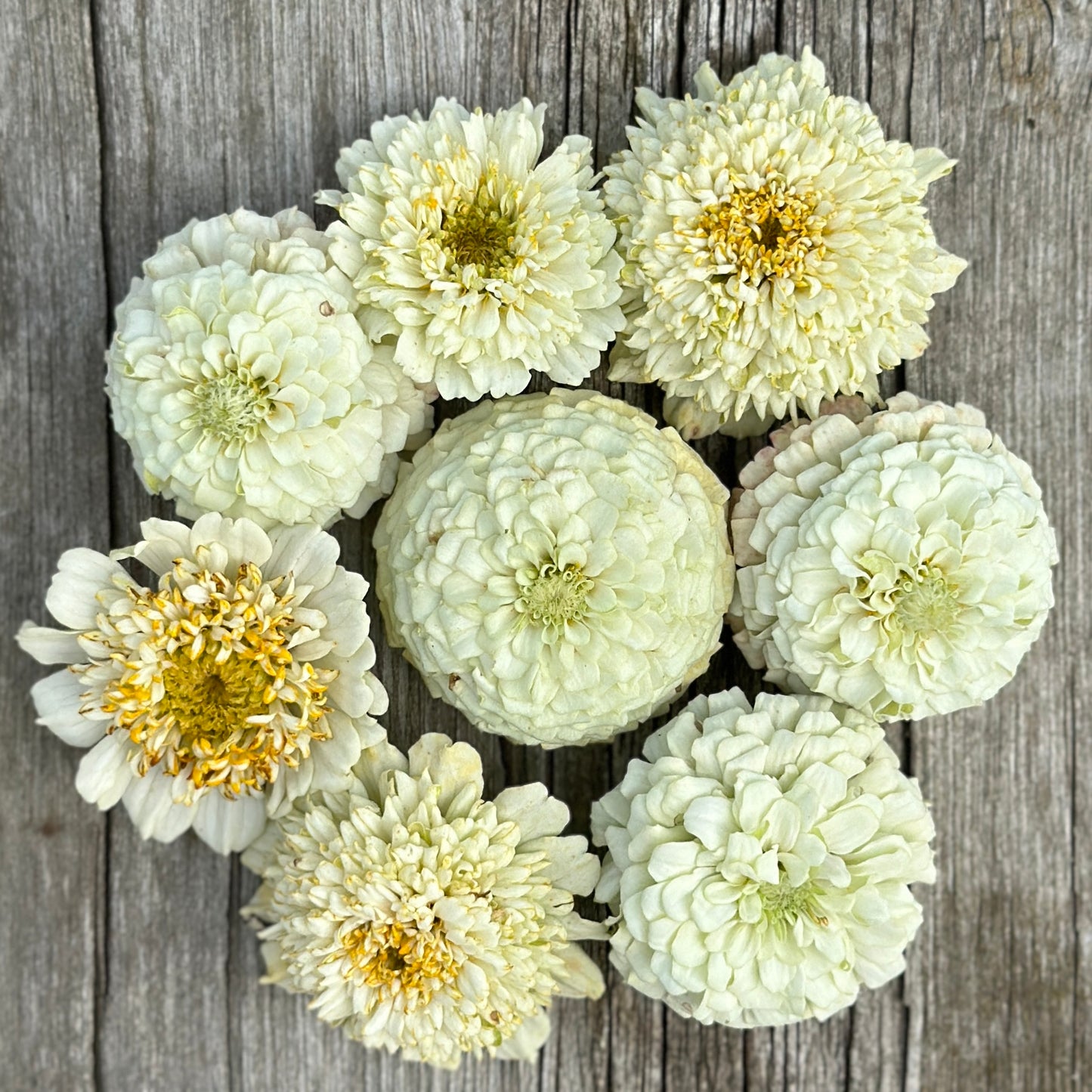 Oklahoma White Zinnia