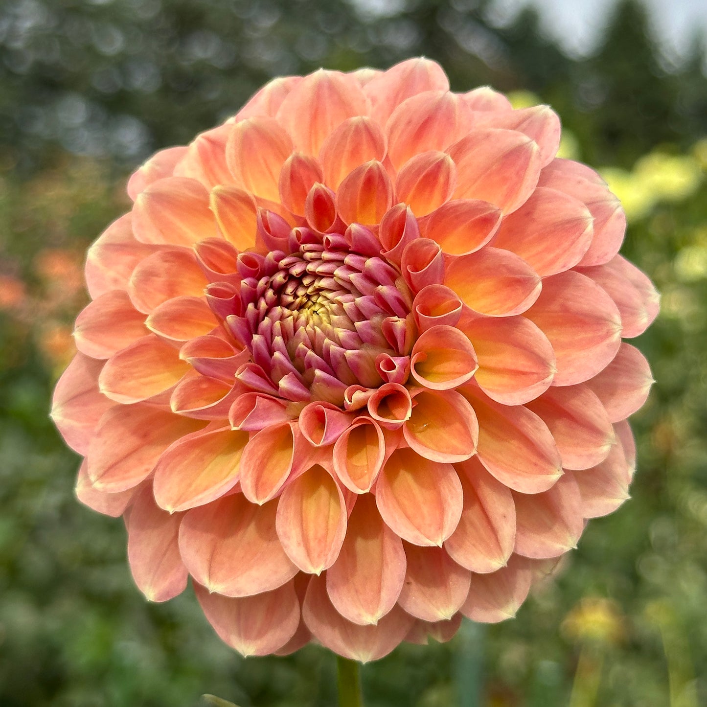 Breannon 🇦🇺 Limit One