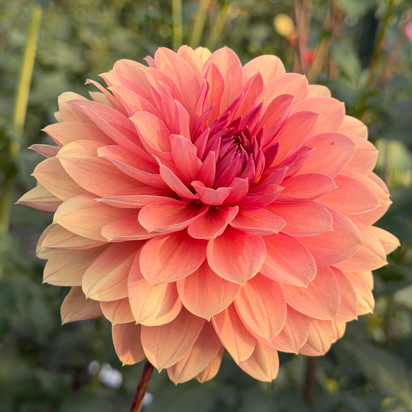 Chateau de la Bourdaisiere