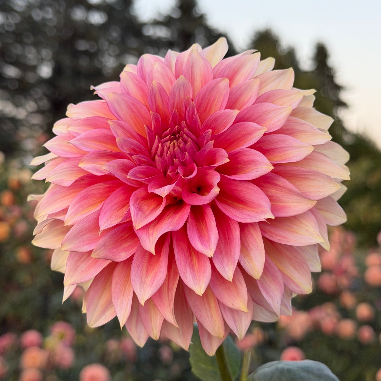 Edge of Gold 🇦🇺 Limit One