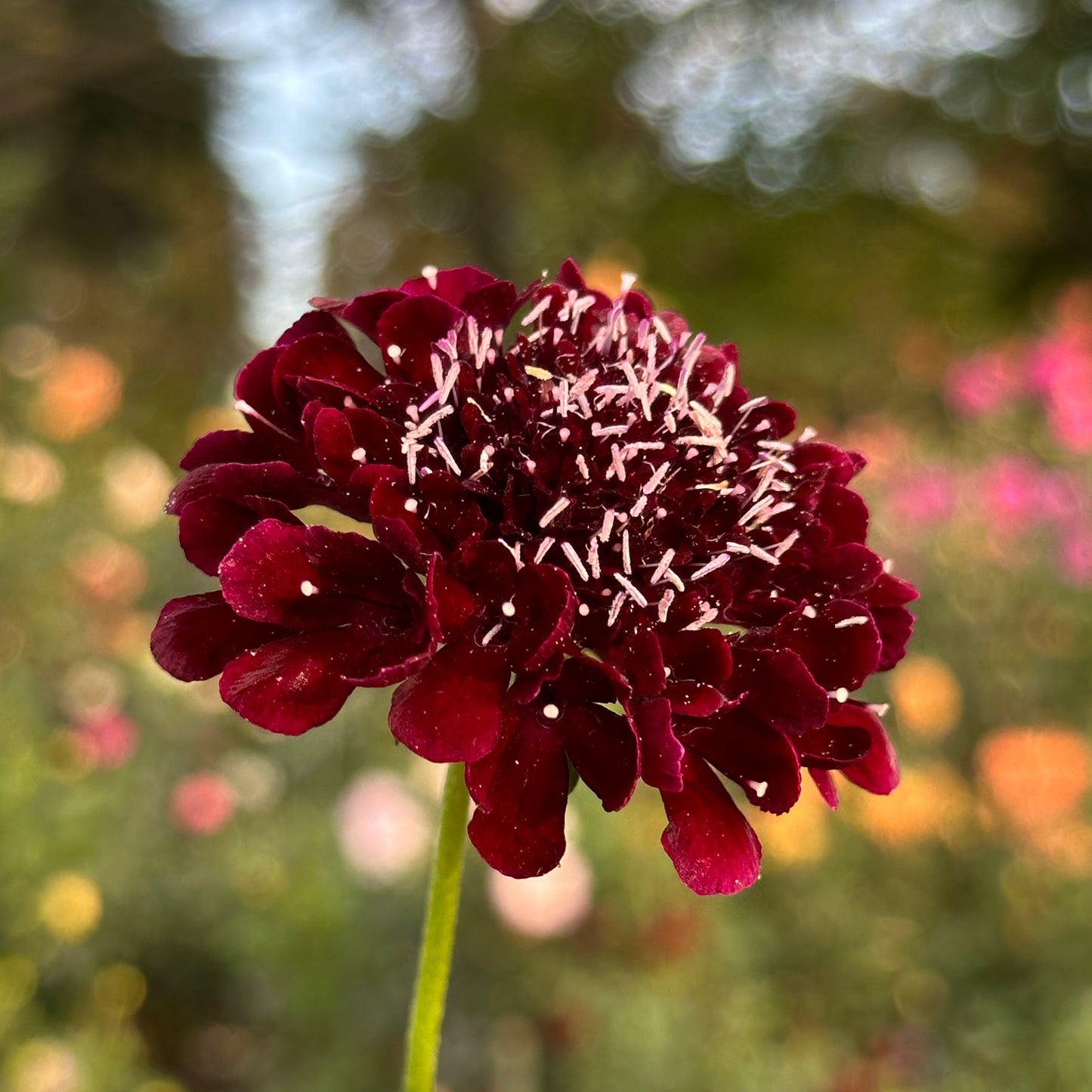 Black Knight Scabiosa