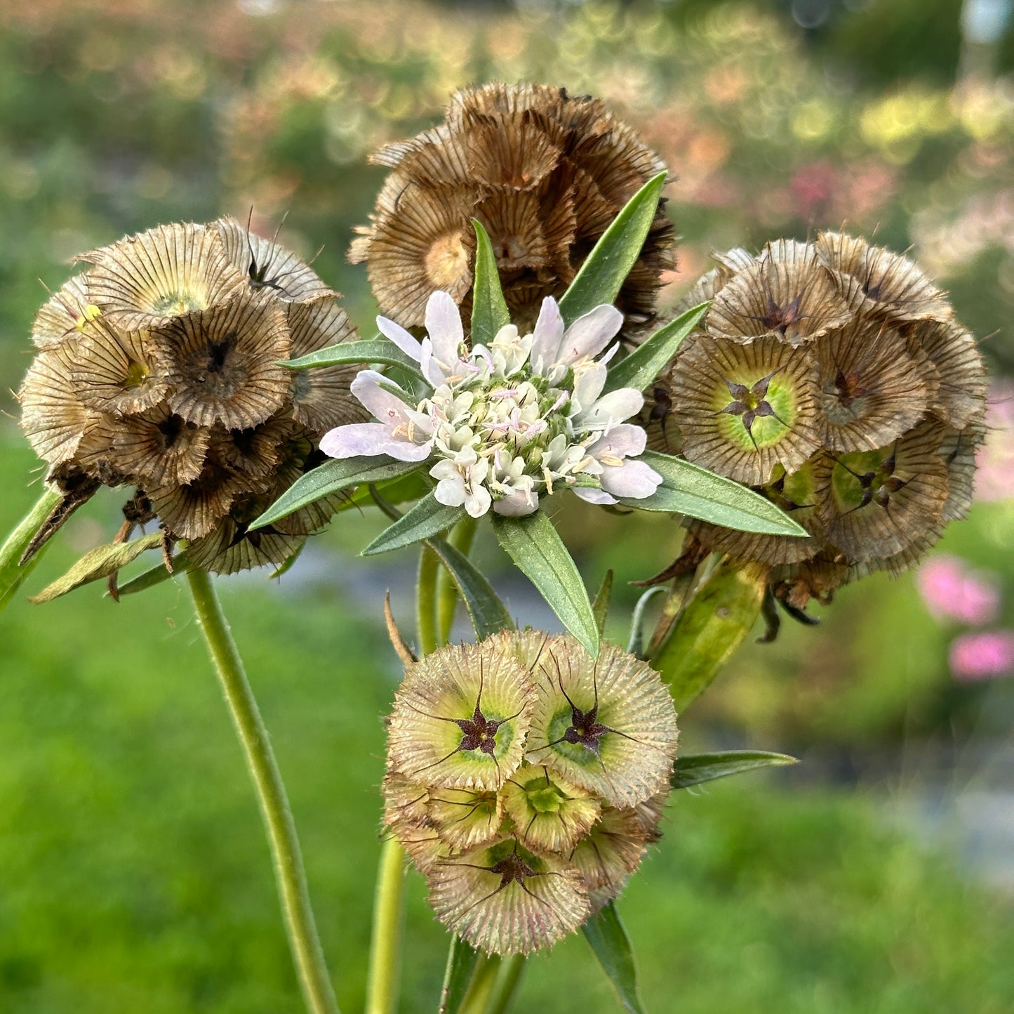 Starflower Scabiosa