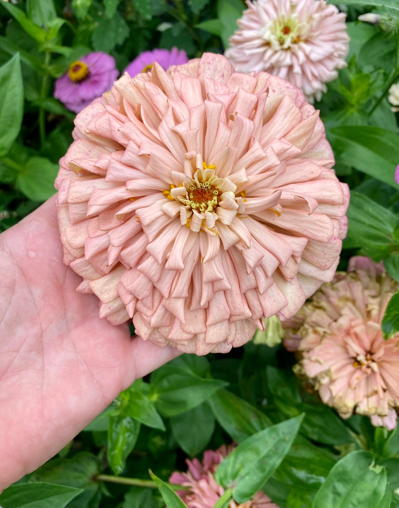 Blush Pastel Open Pollinated Zinnia