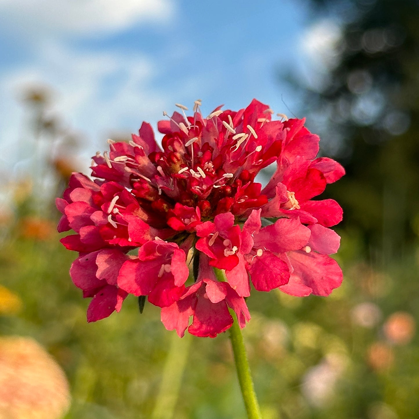 Salmon Rose Scabiosa