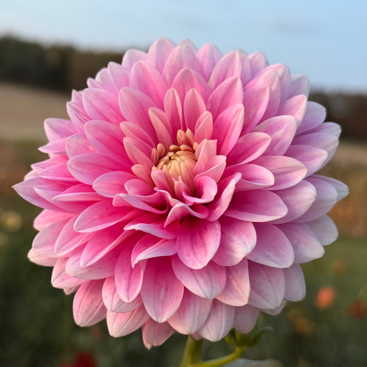 Hapet Rose Dream