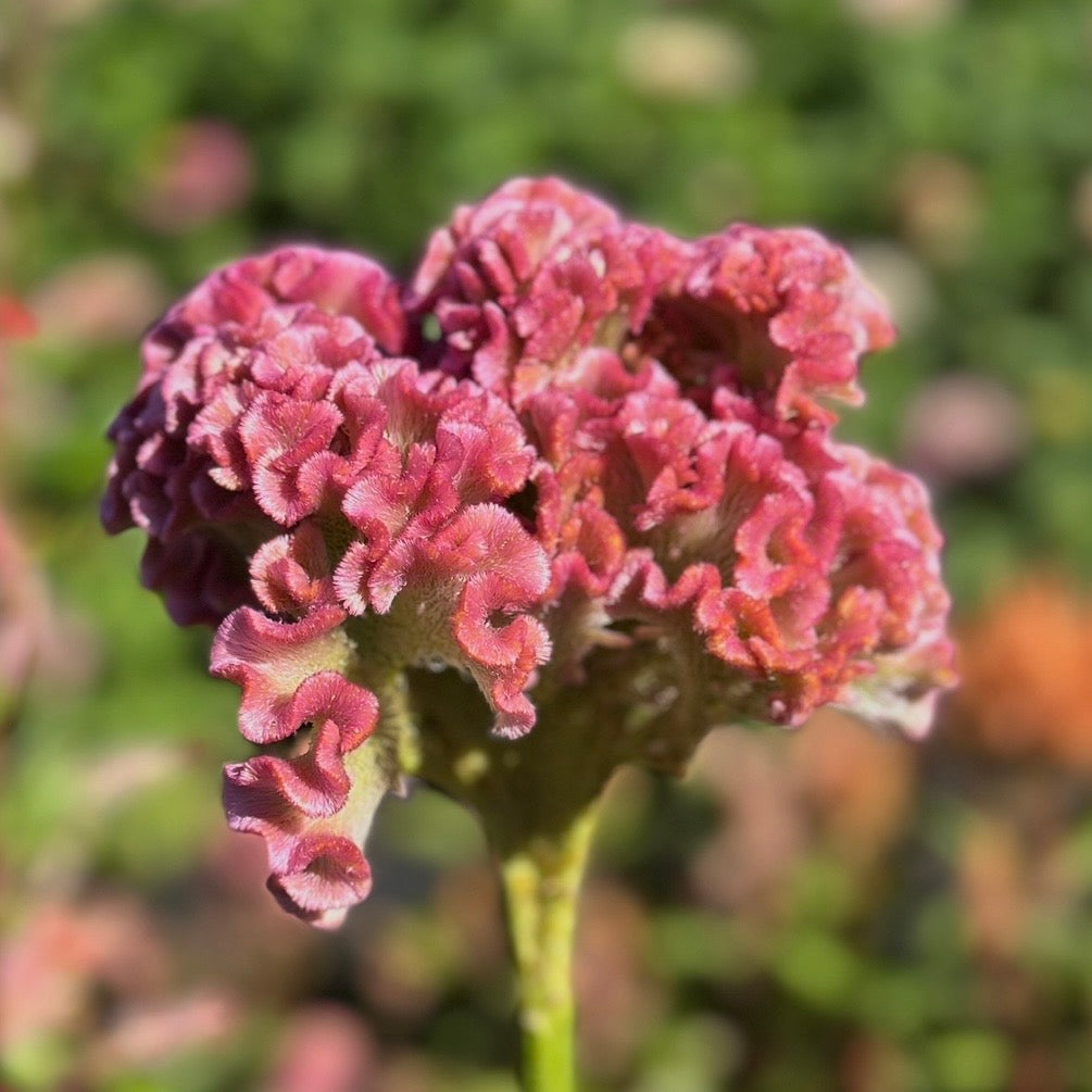 Bombay Pink Celosia