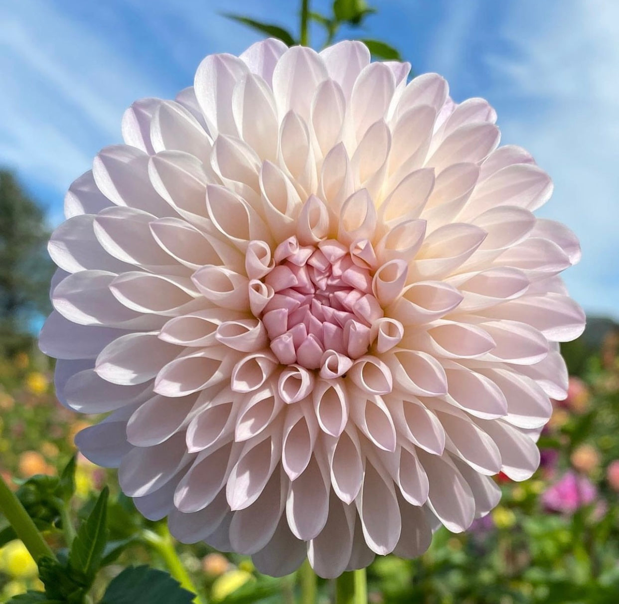 Tahoma Stellar Feller