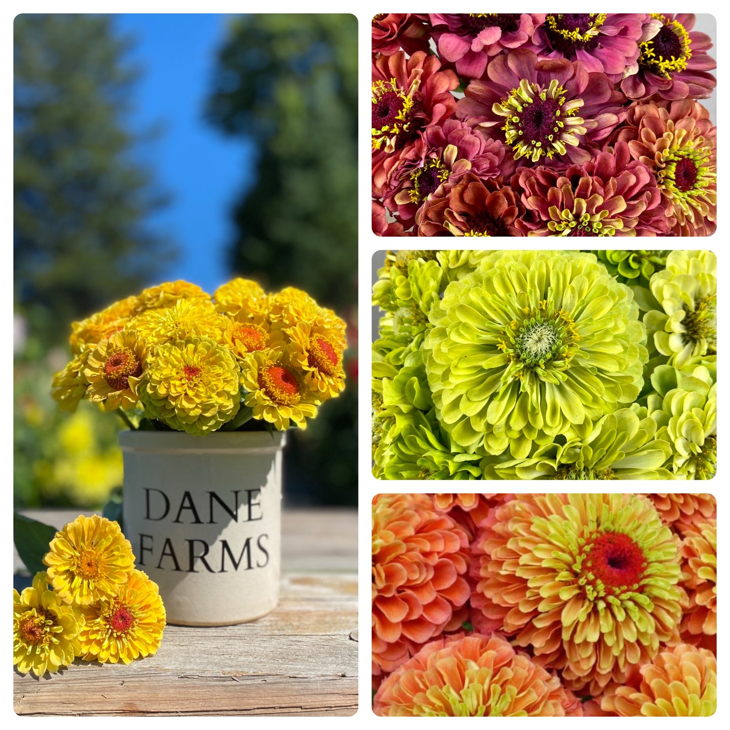 Queen Lime Series Open Pollinated Seed Collection