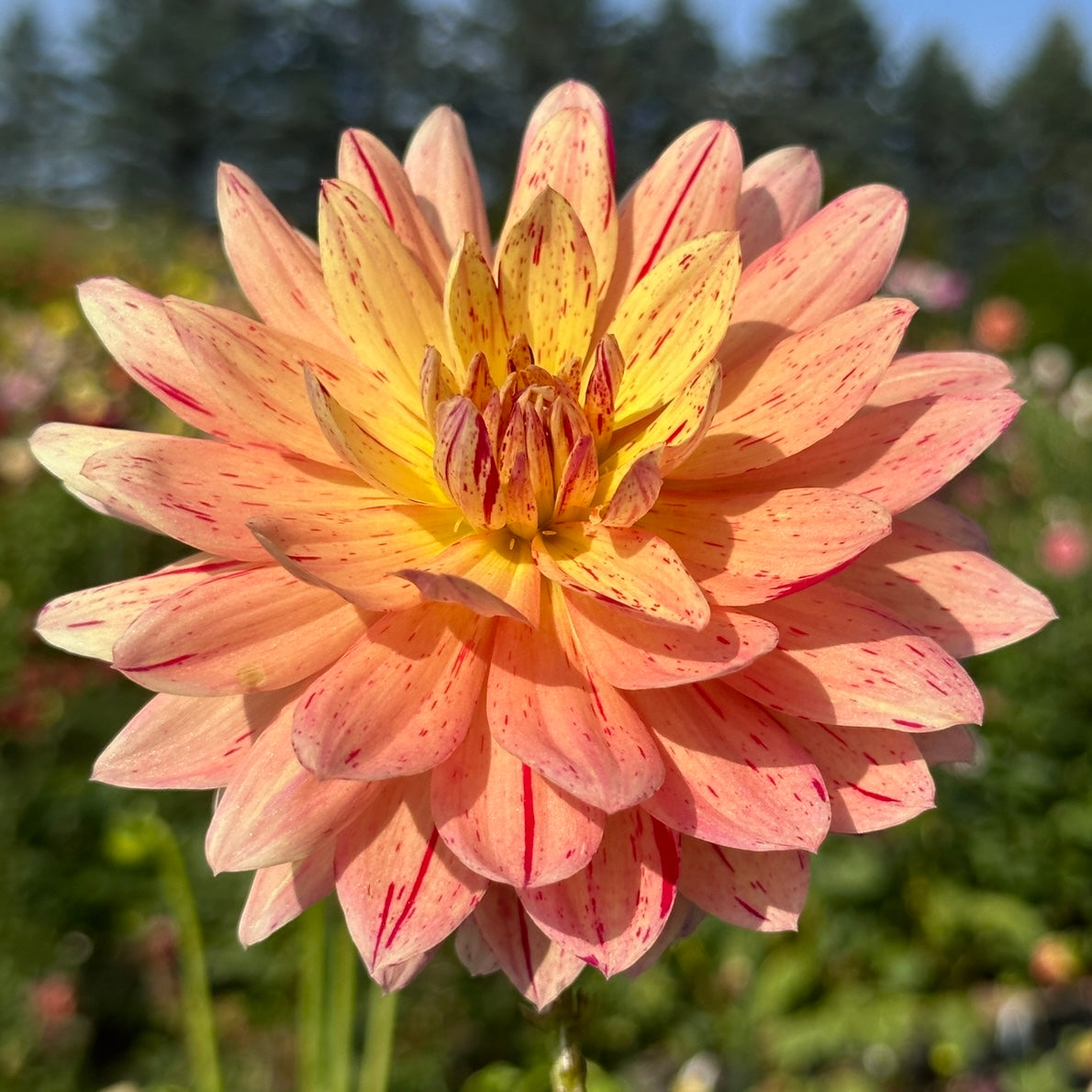 Hollyhill Pink Tigress