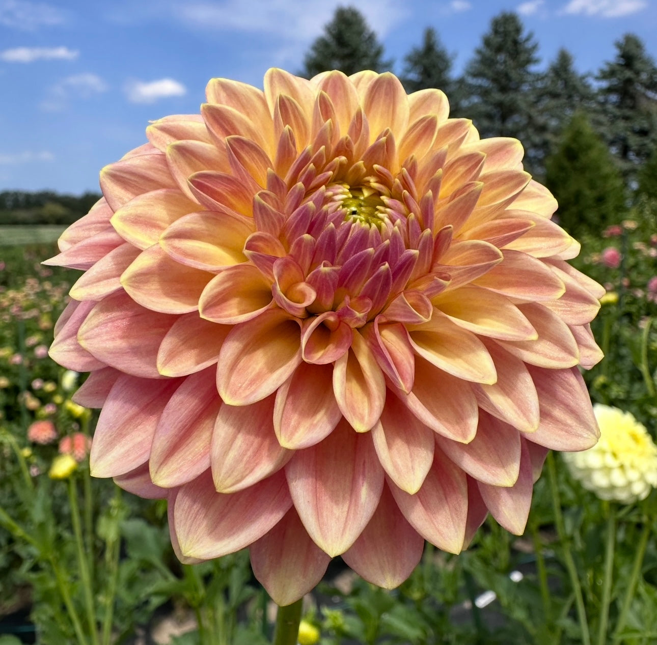 Florelie Fruit Tingle 🇦🇺 Limit One