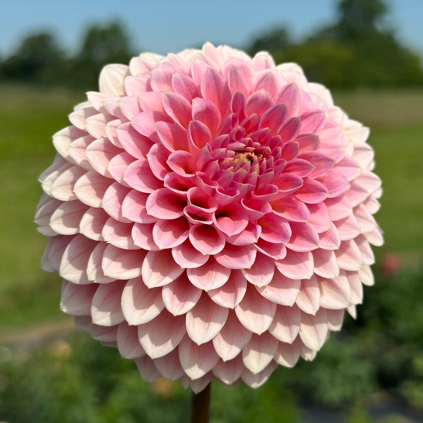 Hillier Tanunda 🇦🇺 Limit One