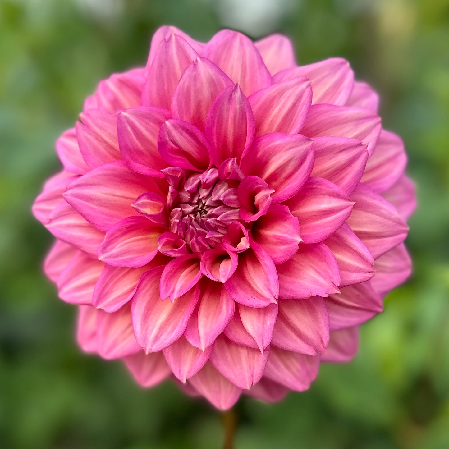 Belle 🇦🇺 Limit One