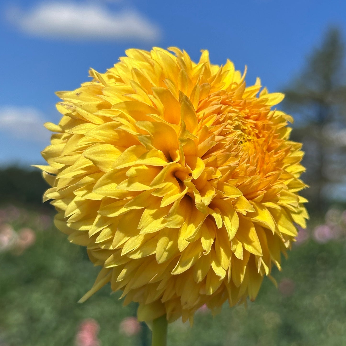 Florelie Dandelion🇦🇺