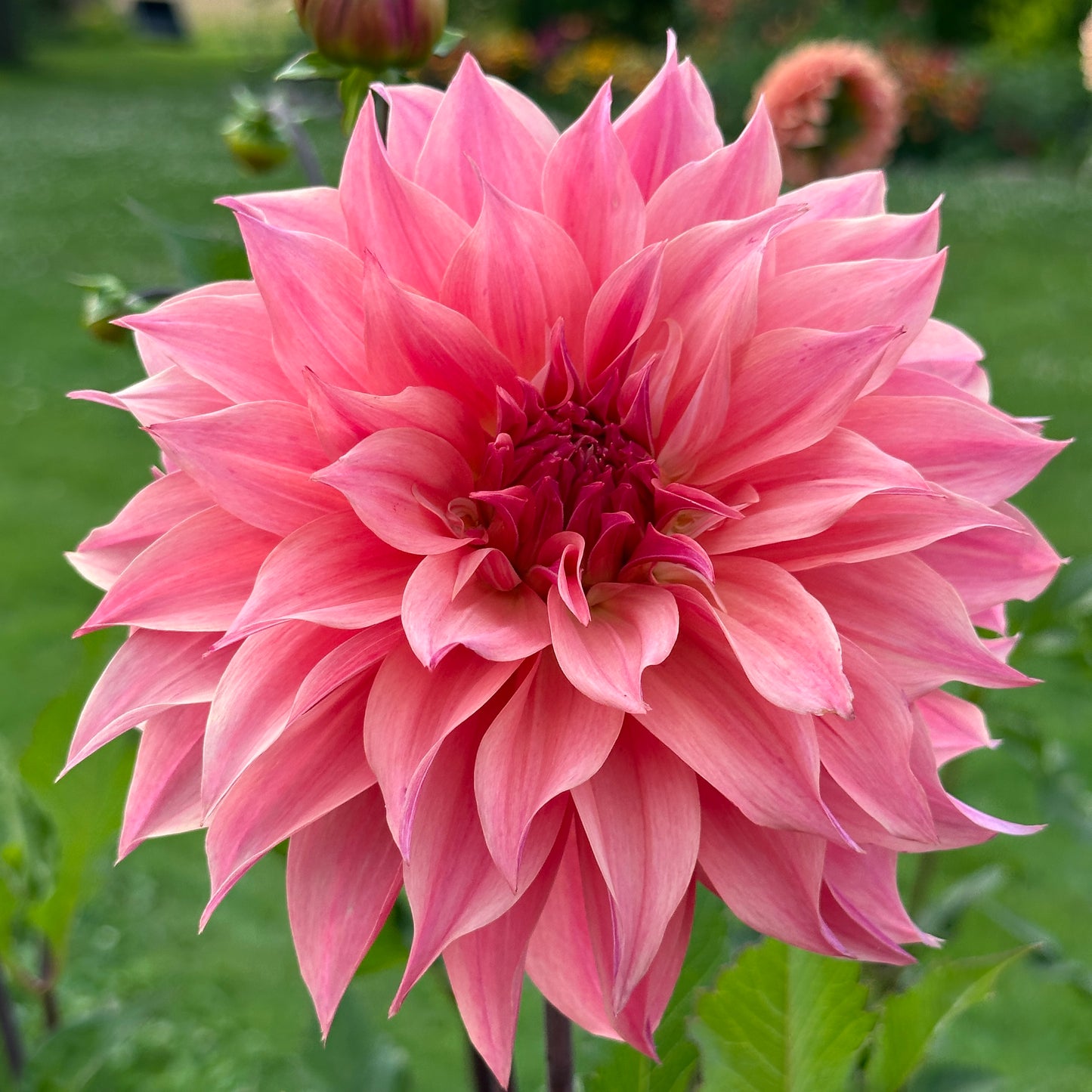 Carlos Watermelon 🇦🇺 Limit One