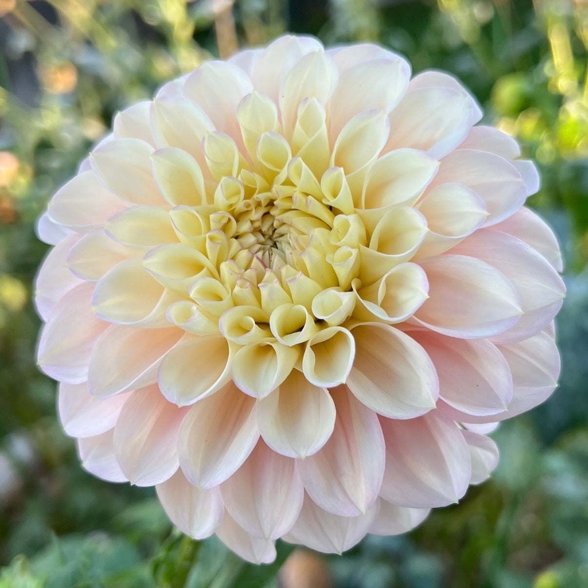 Florelie Pirouette