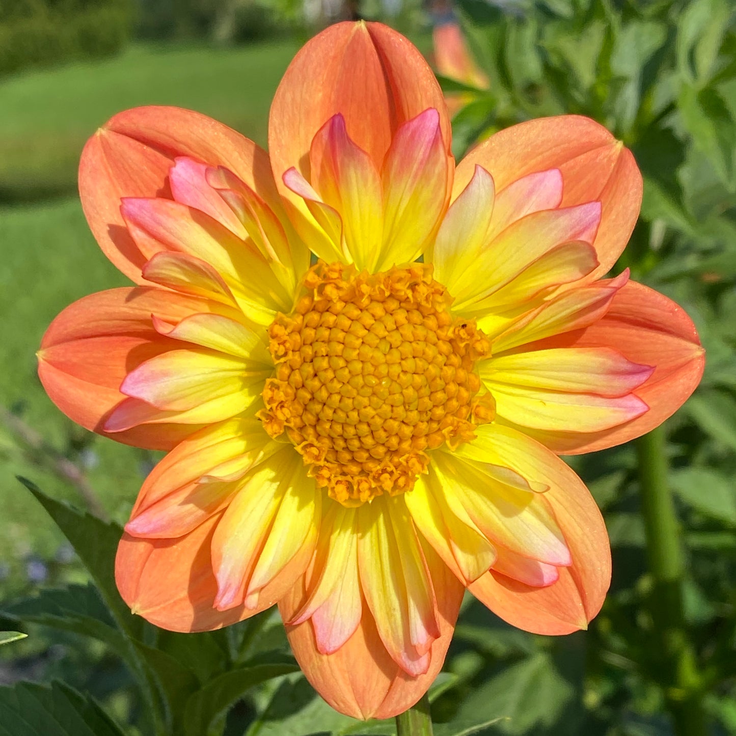 Starshine - Limit One