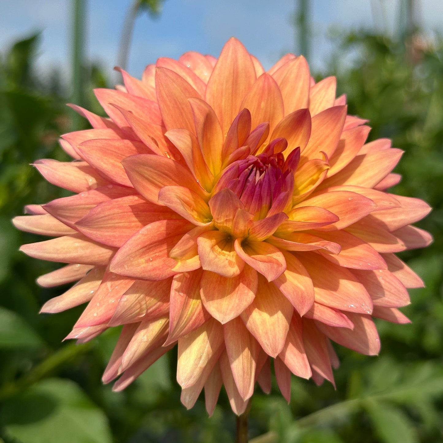 Florelie Seastar 🇦🇺 Limit One