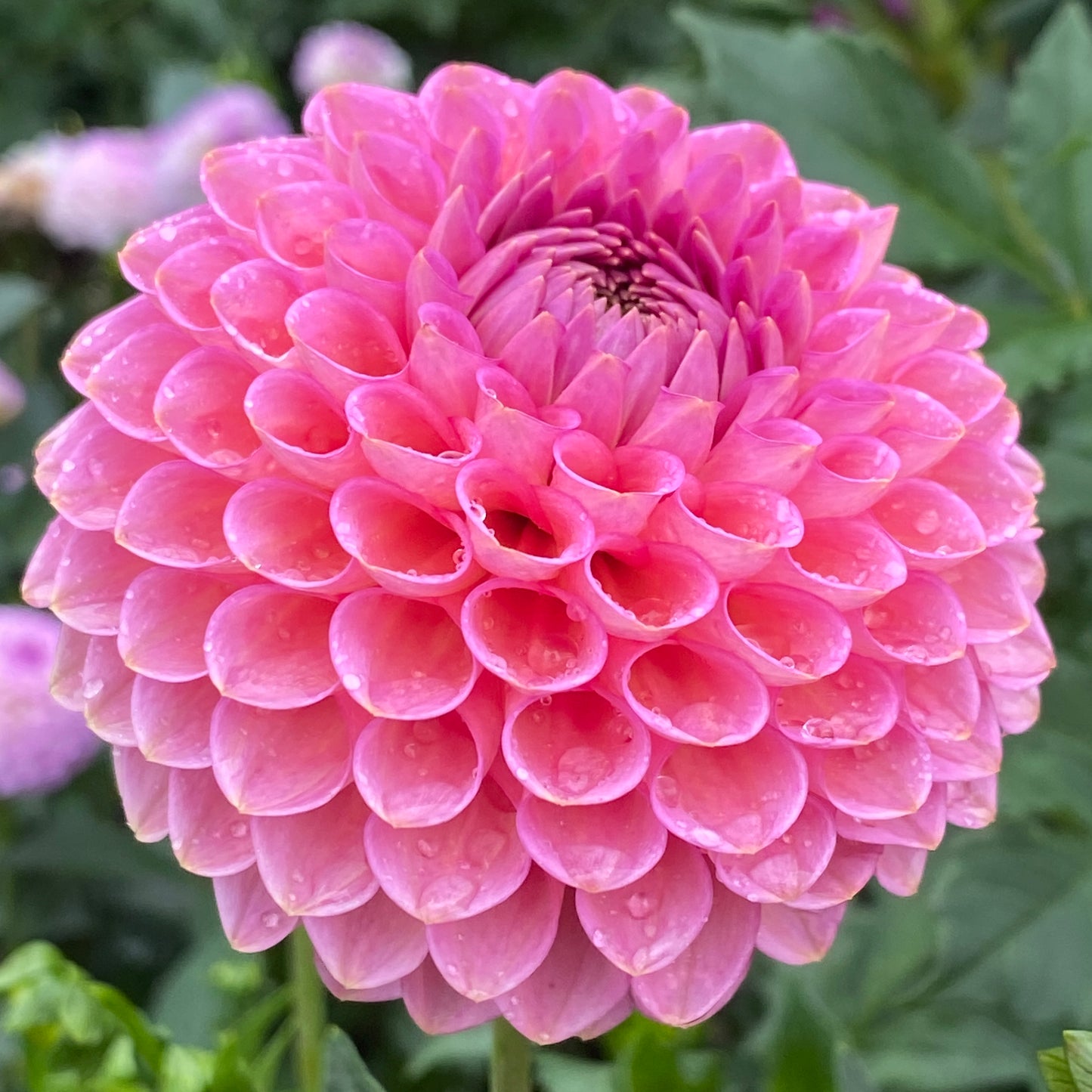 Westerton Pearl - Limit One